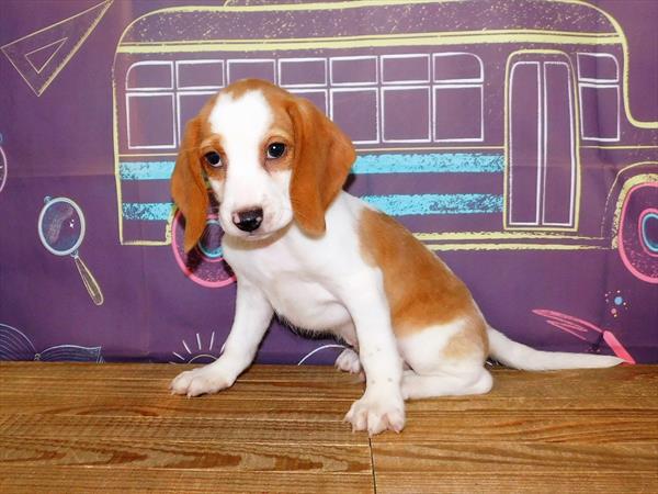 Beagle DOG Male Lemon / White 1635 Petland Fort Walton Beach, FL