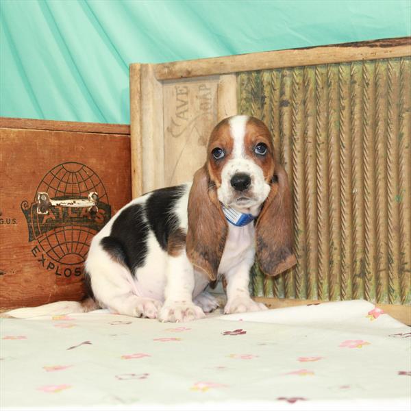 Basset Hound DOG Female Black White / Tan 1652 Petland Fort Walton Beach, FL