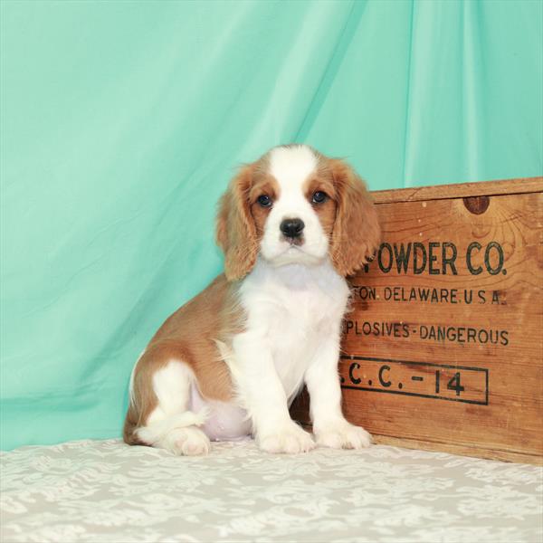 Cavalier King Charles Spaniel DOG Male Blenheim / White 1653 Petland Fort Walton Beach, FL