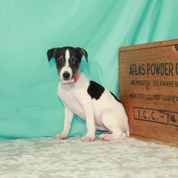 Jack Russell Terrier-DOG-Male-White Black / Tan-1655-Petland Fort Walton Beach, FL