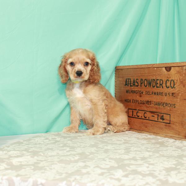 Cocker Spaniel-DOG-Male-Buff-1658-Petland Fort Walton Beach, FL