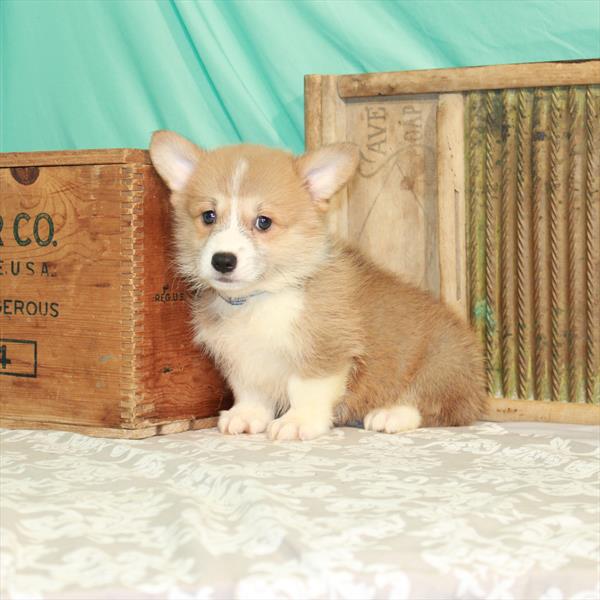 Pembroke Welsh Corgi DOG Male Red / White 1659 Petland Fort Walton Beach, FL