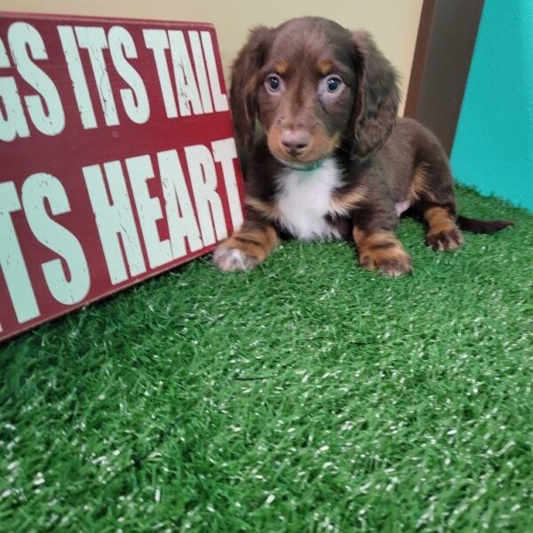 Dachshund DOG Male Chocolate/Tan 1641 Petland Fort Walton Beach, FL