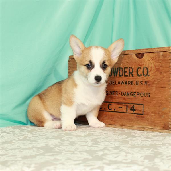 Pembroke Welsh Corgi DOG Female Red White / Sable 1703 Petland Fort Walton Beach, FL