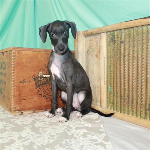 Italian Greyhound DOG Female Seal 1704 Petland Fort Walton Beach, FL