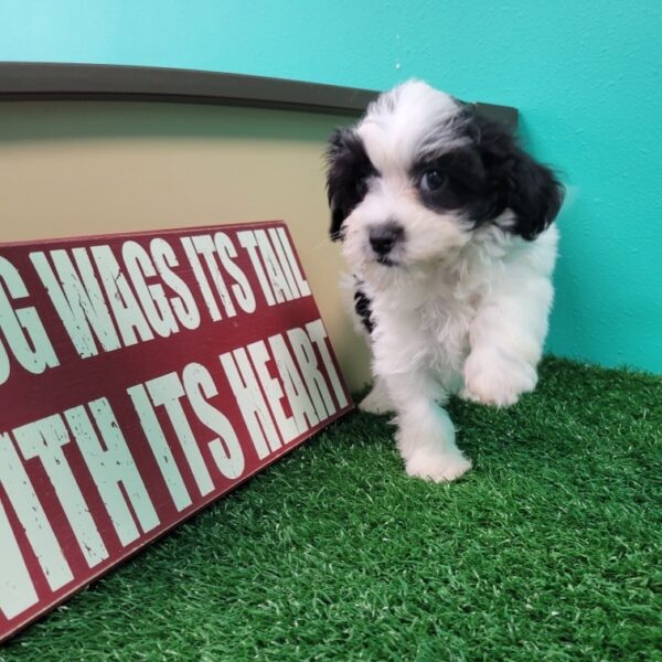 Havanese-DOG-Female-Black/White-1642-Petland Fort Walton Beach, FL