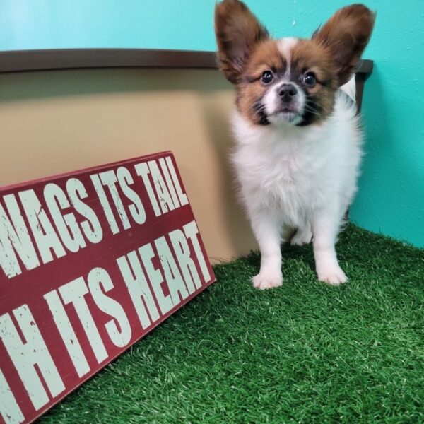 Papillon DOG Male Sable/White 1640 Petland Fort Walton Beach, FL