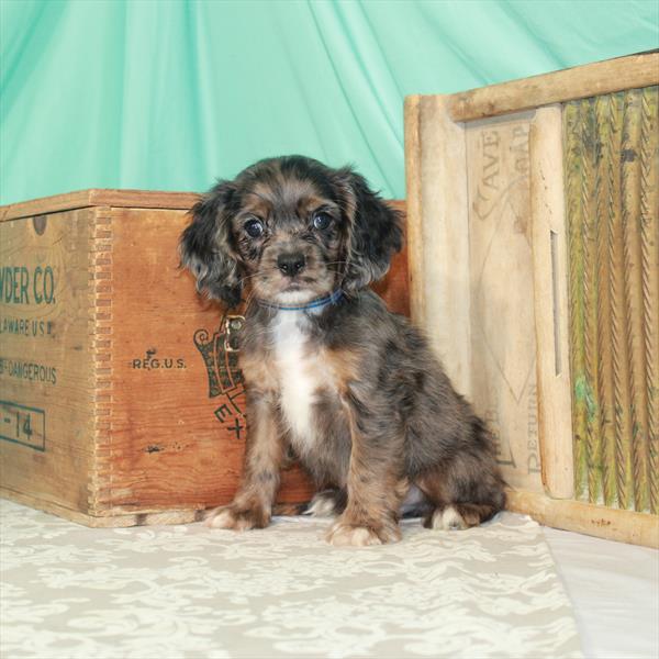 Cocker Spaniel DOG Male Blue Roan 1760 Petland Fort Walton Beach, FL