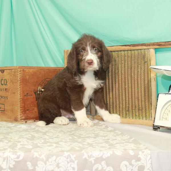 Labradoodle DOG Male Chocolate 1762 Petland Fort Walton Beach, FL