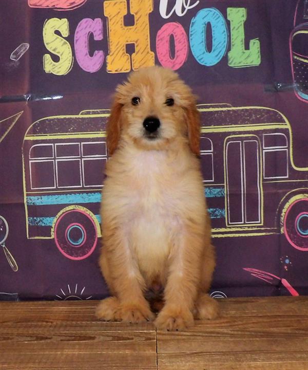 Goldendoodle-DOG-Male-Light Golden-1763-Petland Fort Walton Beach, FL