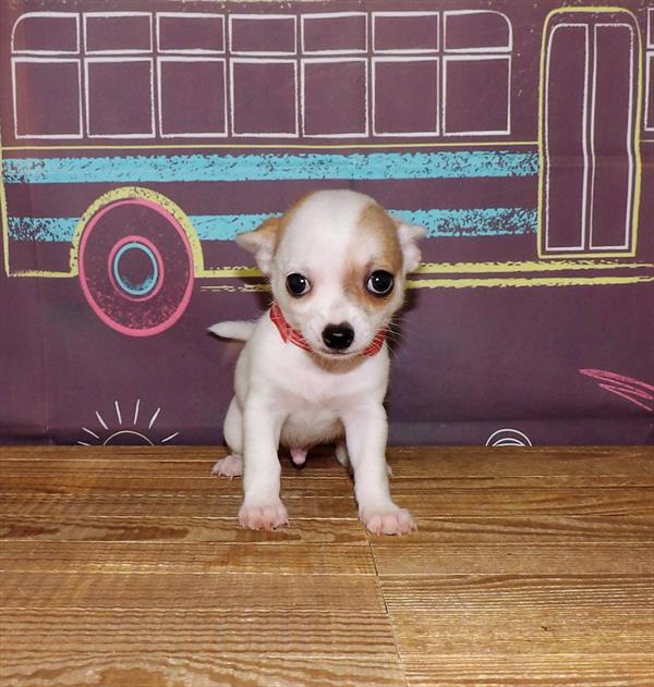 Chihuahua DOG Male White 1765 Petland Fort Walton Beach, FL