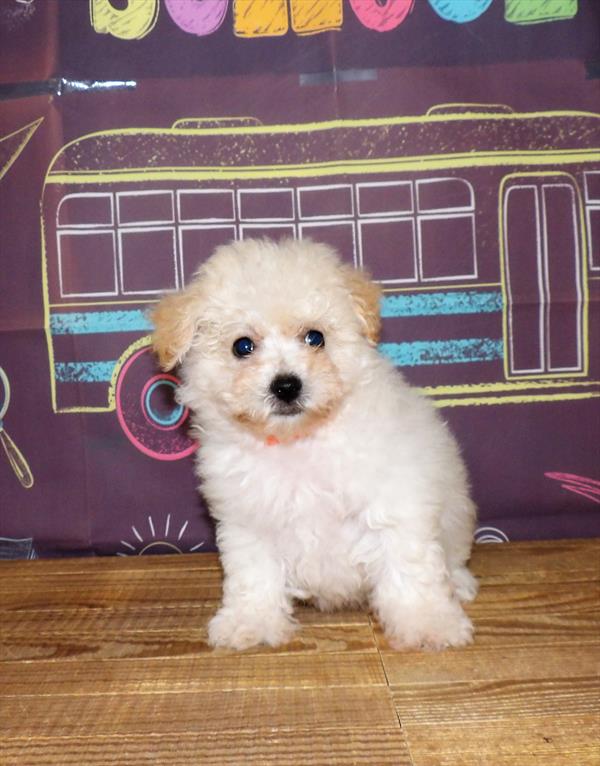 Schnoodle-DOG-Female-Cream-1767-Petland Fort Walton Beach, FL