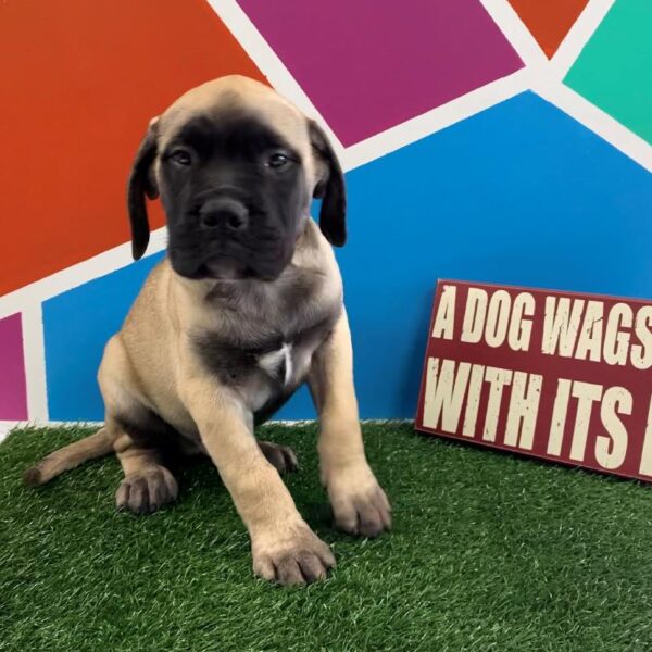 Bullmastiff-DOG-Male-Red Fawn, Black Mask-387-Petland Fort Walton Beach, FL