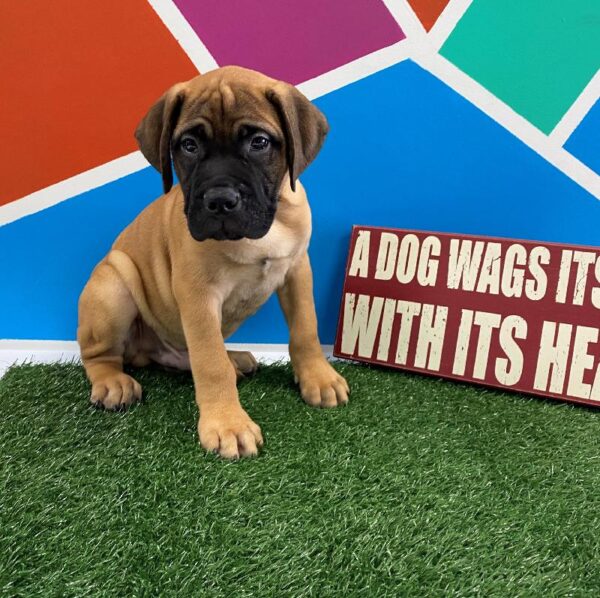 Bullmastiff-DOG-Male-Red Fawn, Black Mask-388-Petland Fort Walton Beach, FL