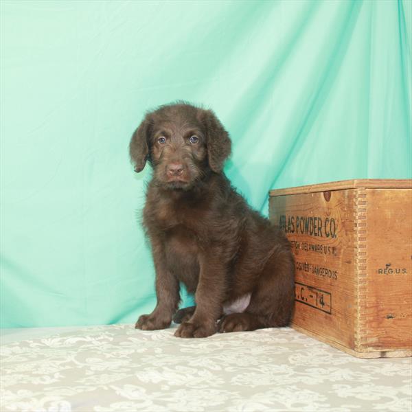 Labradoodle DOG Male Chocolate 1807 Petland Fort Walton Beach, FL