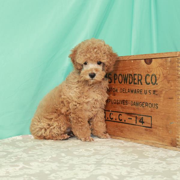 Poodle DOG Male Red 1808 Petland Fort Walton Beach, FL