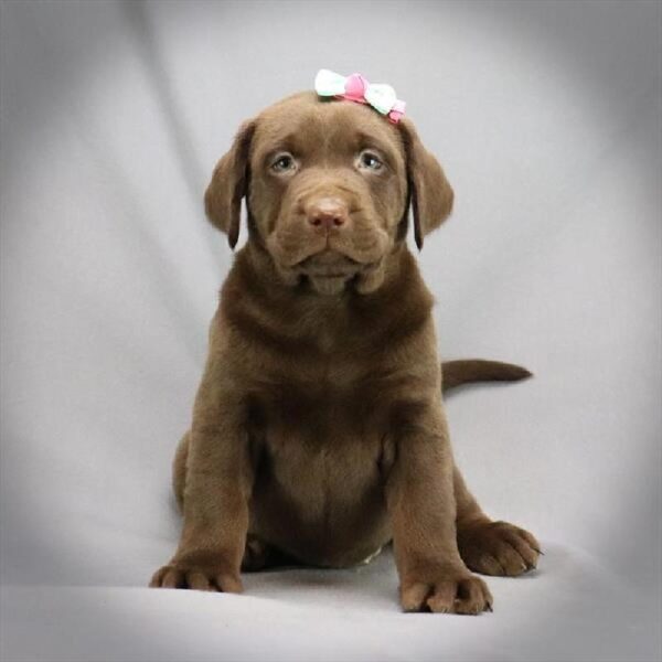 Labrador Retriever-DOG-Female-Chocolate-354-Petland Fort Walton Beach, FL