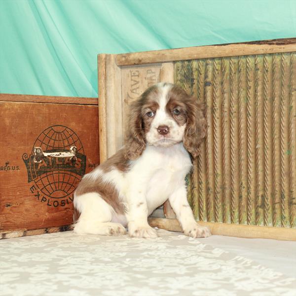 Cocker Spaniel DOG Female White / Chocolate Merle 1813 Petland Fort Walton Beach, FL