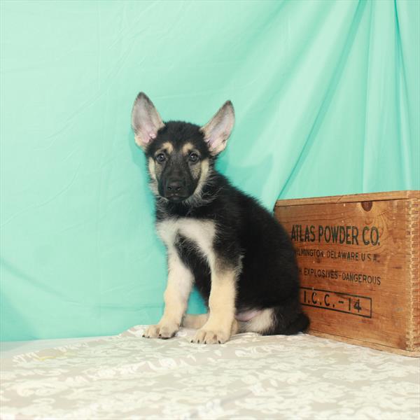 German Shepherd-DOG-Male-Black / Tan-1814-Petland Fort Walton Beach, FL