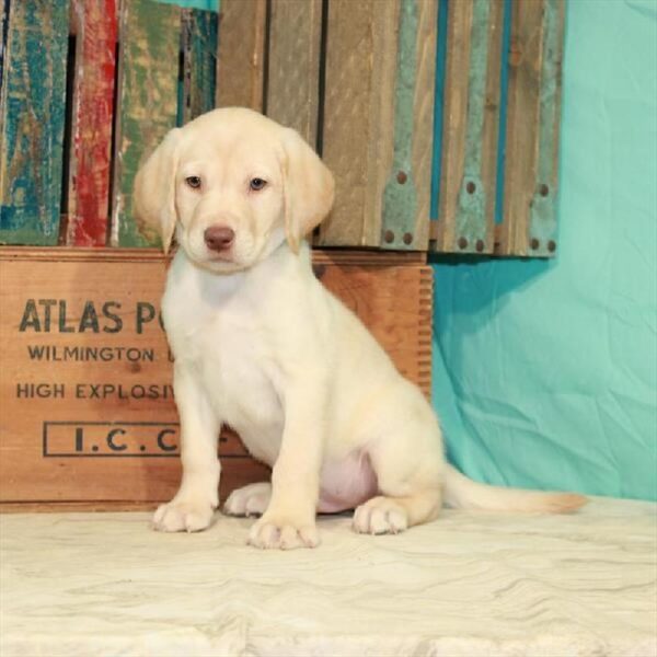 Labrador Retriever-DOG-Male-Yellow-324-Petland Fort Walton Beach, FL