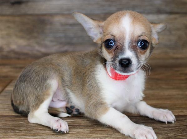 Chihuahua DOG Male Black Sabled Fawn 1821 Petland Fort Walton Beach, FL