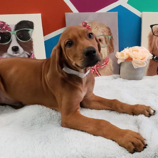 Rhodesian Ridgeback-DOG-Male-Red-453-Petland Fort Walton Beach, FL