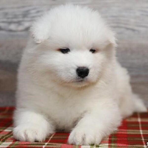 Samoyed-DOG-Male-White-460-Petland Fort Walton Beach, FL