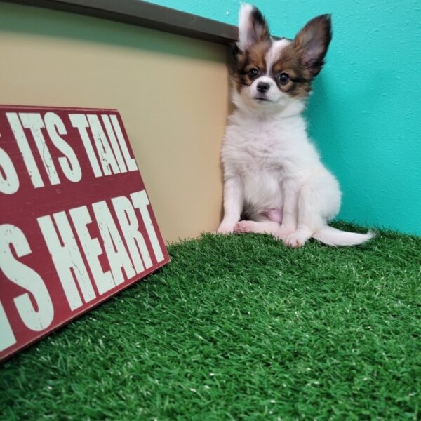 Papillon DOG Male Sable/white 1769 Petland Fort Walton Beach, FL