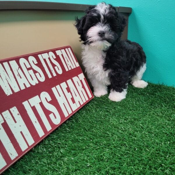 Maltipoo-DOG-Male-Black/White-1926-Petland Fort Walton Beach, FL