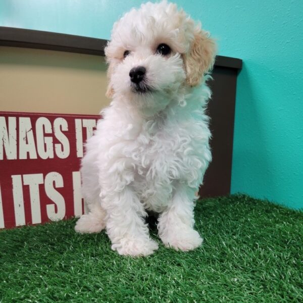 Poodle DOG Male Cream 1925 Petland Fort Walton Beach, FL