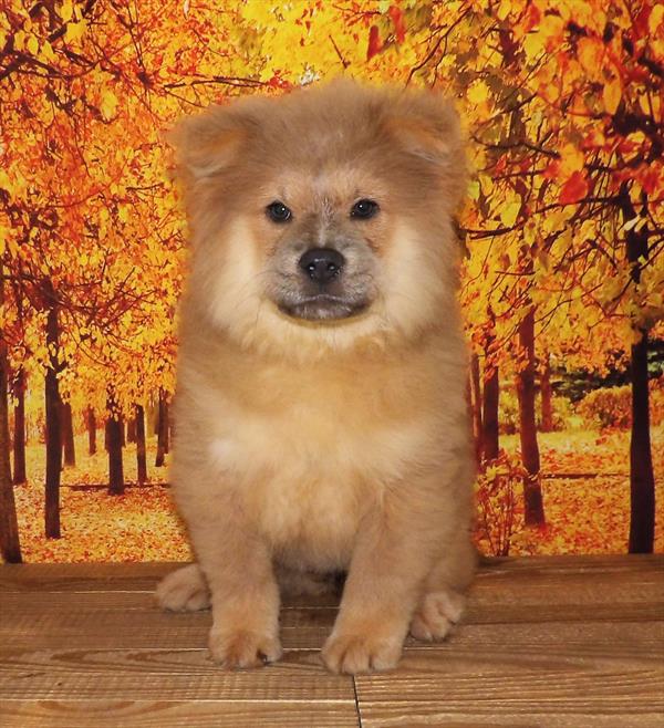 Chow Chow-DOG-Female-Blue Fawn-1978-Petland Fort Walton Beach, FL