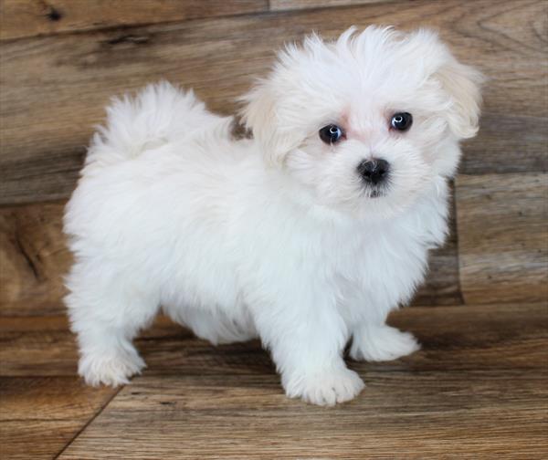 Maltese-DOG-Male-White-1979-Petland Fort Walton Beach, FL