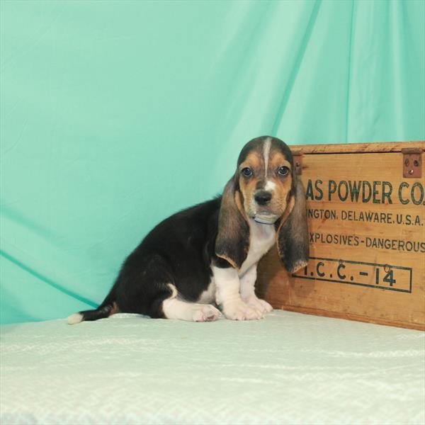 Basset Hound DOG Male Black Tan / White 1982 Petland Fort Walton Beach, FL