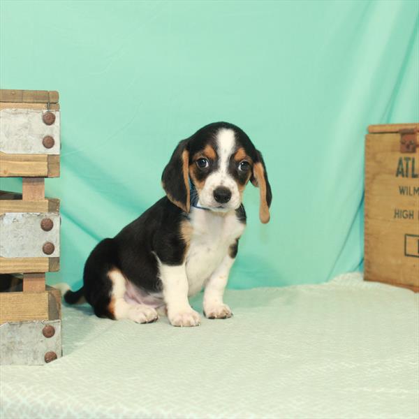 Beagle DOG Male Black / Tan 1986 Petland Fort Walton Beach, FL