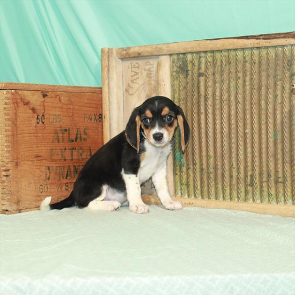 Beagle DOG Female Black / Tan 1987 Petland Fort Walton Beach, FL