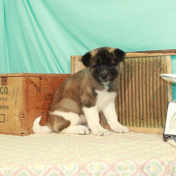 Akita-DOG-Female-Fawn / White-2036-Petland Fort Walton Beach, FL