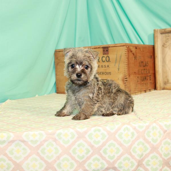 Cairn Terrier-DOG-Female-Wheaten-2038-Petland Fort Walton Beach, FL