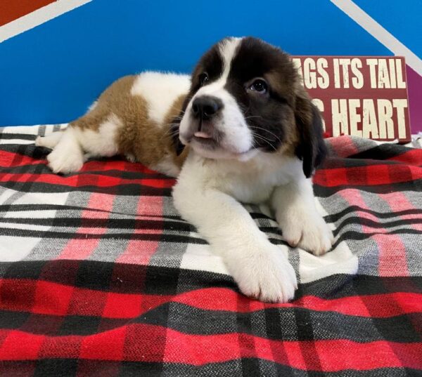 Saint Bernard DOG Female Sable & white 336 Petland Fort Walton Beach, FL