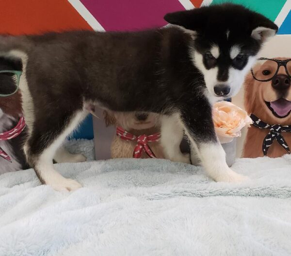 Alaskan Malamute DOG Male Black / White 463 Petland Fort Walton Beach, FL