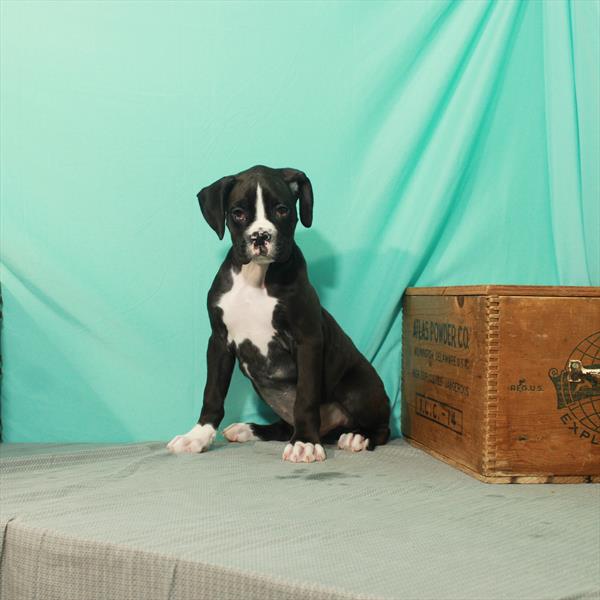 Boxer-DOG-Male-Black-2127-Petland Fort Walton Beach, FL