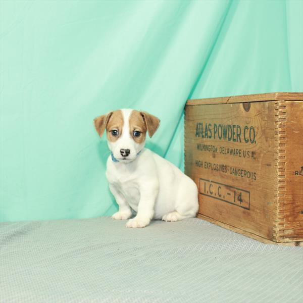 Jack Russell Terrier-DOG-Male-White / Red-2131-Petland Fort Walton Beach, FL