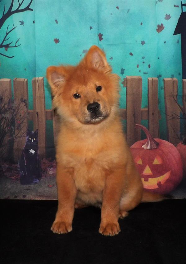 Chow Chow-DOG-Female-Red-2139-Petland Fort Walton Beach, FL