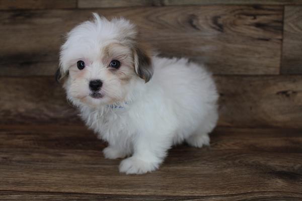 Teddy Bear DOG Male Red / White 2151 Petland Fort Walton Beach, FL