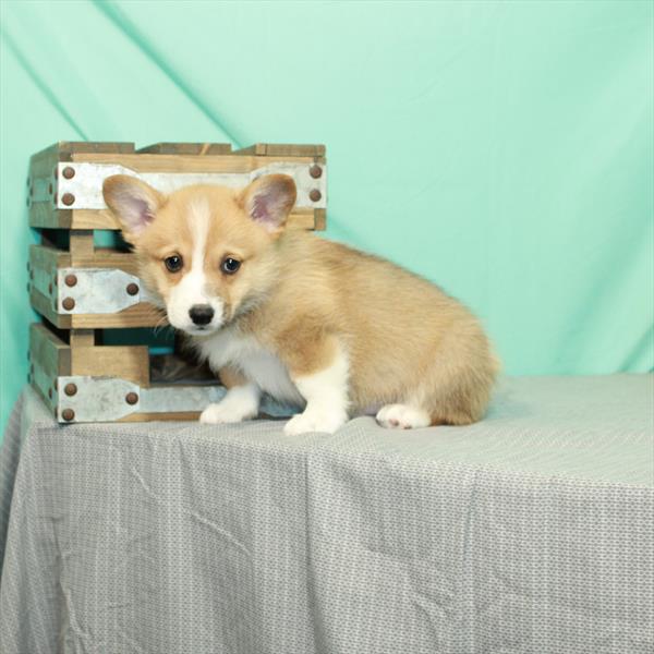 Pembroke Welsh Corgi DOG Male Red / White 2160 Petland Fort Walton Beach, FL