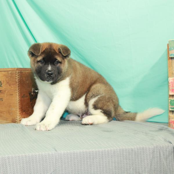 Akita-DOG-Male-Red Gold / White-2161-Petland Fort Walton Beach, FL