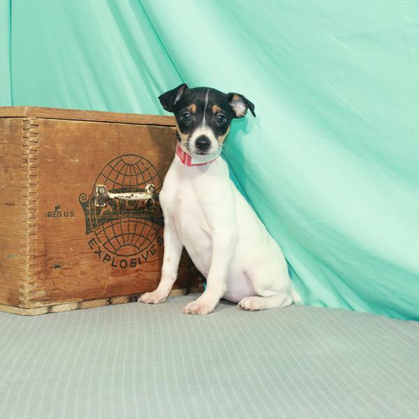 Jack Russell Terrier-DOG-Female-White Black / Tan-2165-Petland Fort Walton Beach, FL