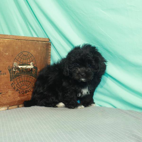 Peke-a-poo-DOG-Female-Black-2167-Petland Fort Walton Beach, FL