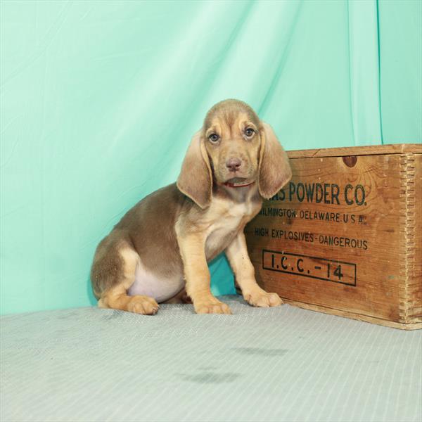 Bloodhound-DOG-Female-Liver / Tan-2168-Petland Fort Walton Beach, FL