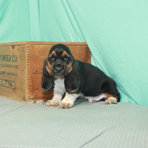 Basset Hound DOG Male Black White / Tan 2204 Petland Fort Walton Beach, FL