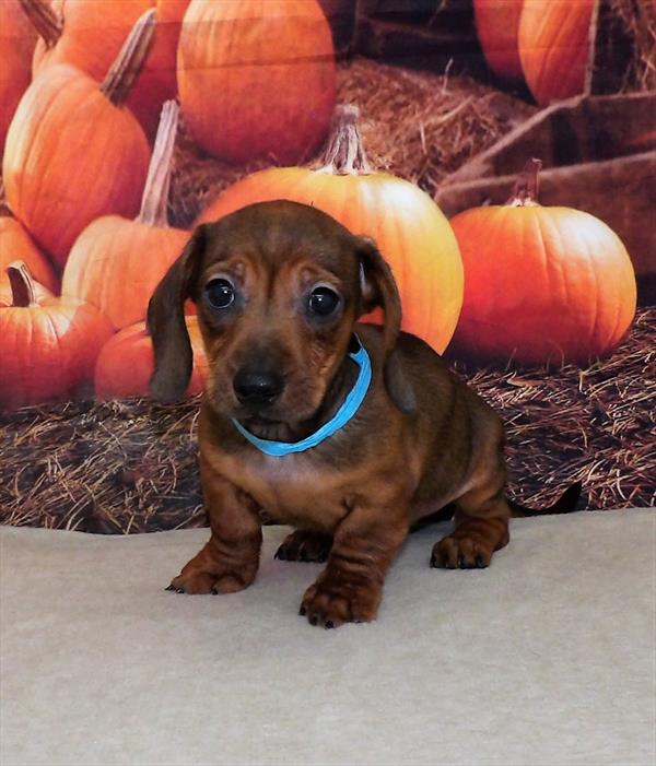 Dachshund DOG Male Red Sable 2209 Petland Fort Walton Beach, FL